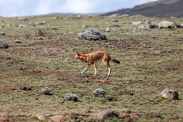 Image showing hunting ethiopian wolf, Canis simensis, Ethiopia