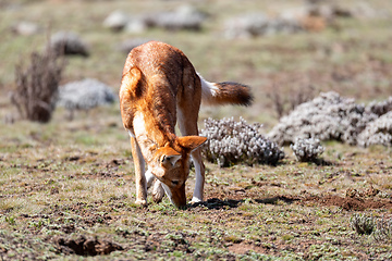Image showing hunting ethiopian wolf, Canis simensis, Ethiopia