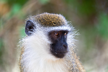 Image showing Vervet monkey in Lake Chamo, Ethiopia