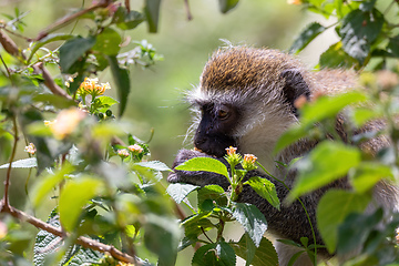 Image showing Vervet monkey in Lake Chamo, Ethiopia