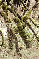 Image showing Harenna Forest in Bale Mountains, Ethiopia