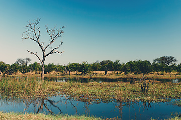 Image showing Moremi game reserve landscape, Botswana Africa wilderness