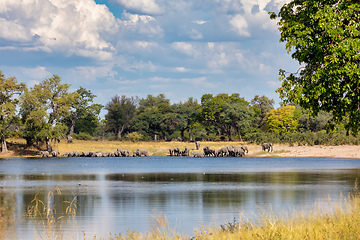 Image showing African elephant, Namibia, Africa safari wildlife