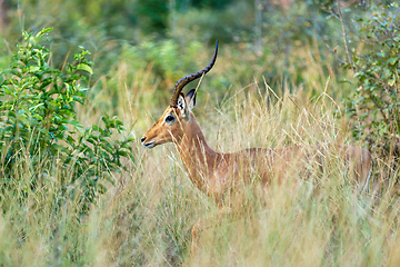 Image showing Impala antelope Namibia, africa safari wildlife