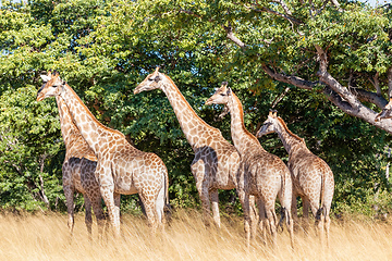 Image showing South African giraffe Chobe, Botswana safari