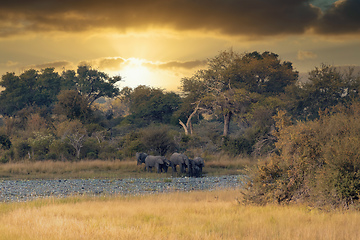 Image showing African elephant, Namibia, Africa safari wildlife