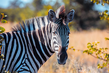 Image showing Zebra in african bush, Okavango, Botsvana Africa