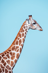 Image showing South African giraffe Savuti, Botswana safari