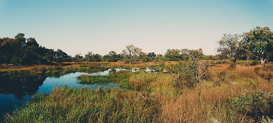 Image showing Moremi game reserve landscape, Botswana Africa wilderness