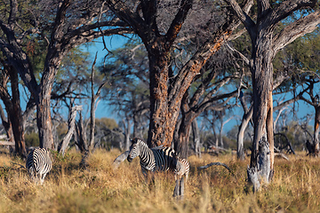 Image showing Zebra in bush, Namibia Africa wildlife