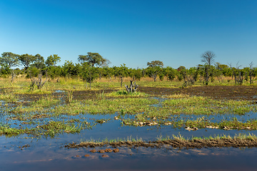 Image showing Moremi game reserve landscape, Botswana Africa wilderness