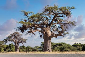 Image showing majestic tree Baobab,, Namibia Africa