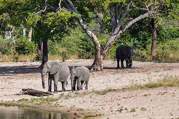 Image showing African elephant, Namibia, Africa safari wildlife