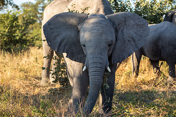 Image showing African Elephant in Moremi, Botswana safari wildlife