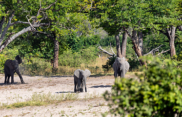 Image showing African elephant, Namibia, Africa safari wildlife