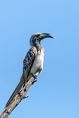 Image showing African Grey Hornbill, Botswana, Africa wildlife