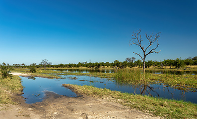 Image showing Moremi game reserve landscape, Botswana Africa wilderness