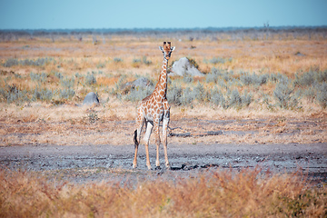 Image showing South African giraffe calf Chobe, Botswana safari