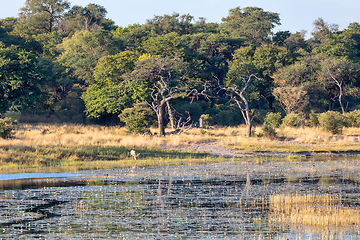 Image showing African landscape, Bwabwata reserve, Namibia Africa