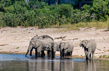 Image showing African elephant, Namibia, Africa safari wildlife