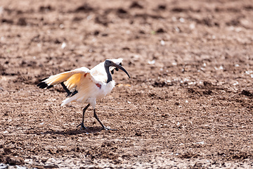 Image showing bird African Sacred Ibis, Ethiopia safari wildlife