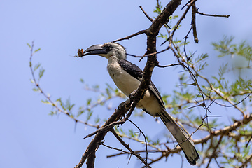 Image showing bird Von der Deckens Hornbill, Ethiopia wildlife