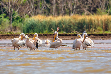 Image showing Great White Pelicans, Ethiopia, Africa wildlife