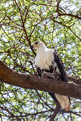 Image showing African Fish Eagle Ethiopia Africa wildlife