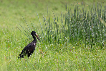 Image showing African openbill Ethiopia Africa wildlife