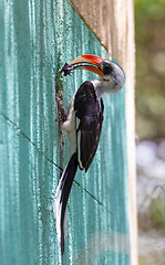 Image showing bird Von der Deckens Hornbill, Ethiopia wildlife