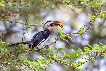 Image showing bird Von der Deckens Hornbill, Ethiopia wildlife