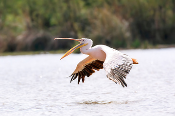 Image showing Great White Pelicans, Ethiopia, Africa wildlife