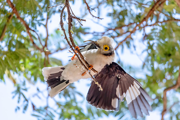 Image showing hite-Crested Helmetshrike bird, Chamo Lake Ethiopia