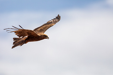 Image showing Black kite flying, Ethiopia safari wildlife