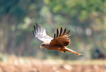 Image showing Black kite flying, Ethiopia safari wildlife