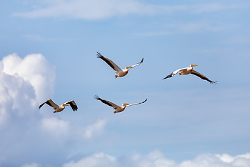 Image showing Great White Pelicans, Ethiopia, Africa wildlife