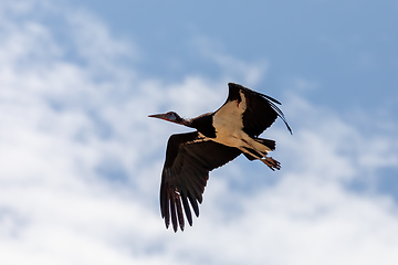 Image showing bird White-bellied Stork fly, Ethiopia