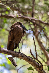 Image showing water bird Hamerkop Ethiopia Africa wildlife