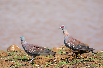 Image showing speckled pigeon Ethiopia, Africa wildlife