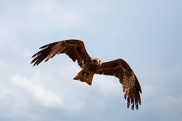 Image showing Black kite flying, Ethiopia safari wildlife