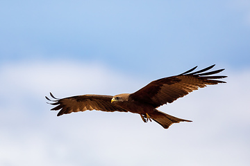 Image showing Black kite flying, Ethiopia safari wildlife