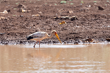 Image showing Yellow-billed Stork, Ethiopia, Africa wildlife