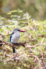 Image showing Woodland kingfisher Ethiopia, Africa wildlife