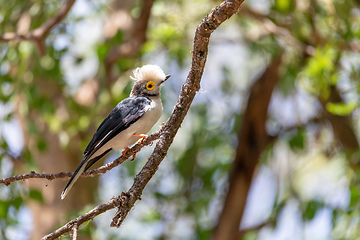 Image showing hite-Crested Helmetshrike bird, Chamo Lake Ethiopia