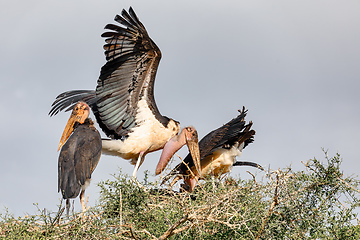 Image showing The marabou stork on nest Ethiopia Africa wildlife