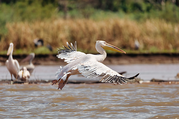 Image showing Great White Pelicans, Ethiopia, Africa wildlife