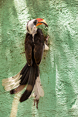 Image showing bird Von der Deckens Hornbill, Ethiopia wildlife