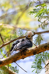 Image showing hite-Crested Helmetshrike bird, Chamo Lake Ethiopia