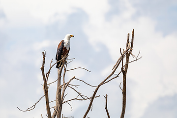 Image showing African Fish Eagle Ethiopia Africa wildlife