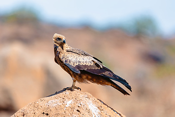 Image showing Black kite, Ethiopia safari wildlife